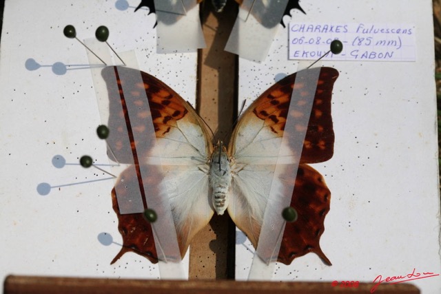 029 Entomologie Etalement Papillon 8EIMG_22408WTMK