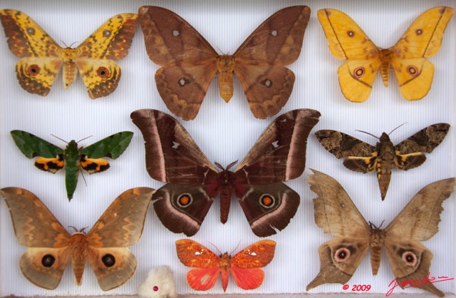 040 Papillons Heteroceres Boite 4 9E5KIMG_51868wtmk