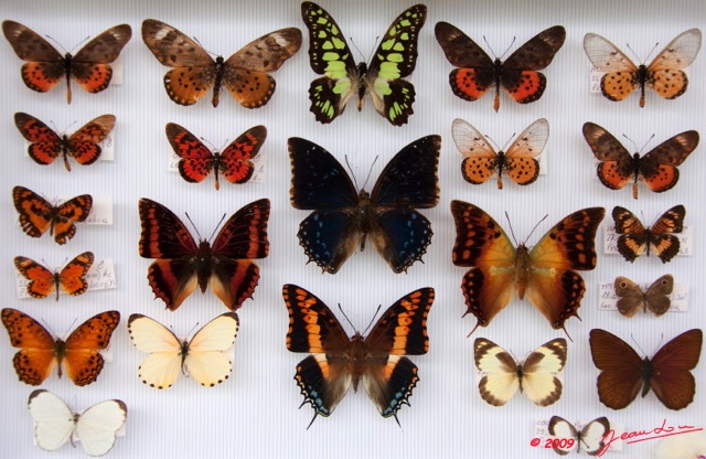 042 Papillons Rhopaloceres Boite 1 9E5KIMG_51855wtmk