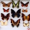 042 Papillons Rhopaloceres Boite 1 9E5KIMG_51855wtmk
