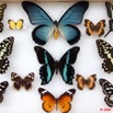 043 Papillons Rhopaloceres Boite 2 9E5KIMG_51862wtmk