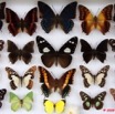 044 Papillons Rhopaloceres Boite 3 9E5KIMG_51864wtmk