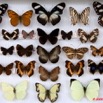 045 Papillons Rhopaloceres Boite 4 9E5KIMG_51866wtmk