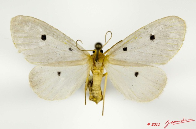 017 Heterocera 194a (FD) Aganaidae Soloella fumipennis Hampson 11E5K2IMG_68654wtmk.jpg