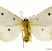 018 Heterocera 194a (FV) Aganaidae Soloella fumipennis Hampson 11E5K2IMG_68655wtmk.jpg
