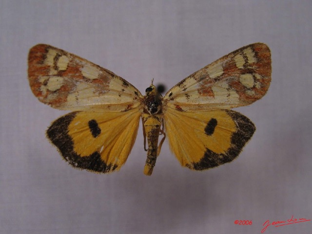 001 Heterocera (FD) Agaristidae Crameria amabilis IMG_3248WTMK.jpg