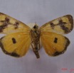 002 Heterocera (FV) Agaristidae Crameria amabilis IMG_3249WTMK.jpg
