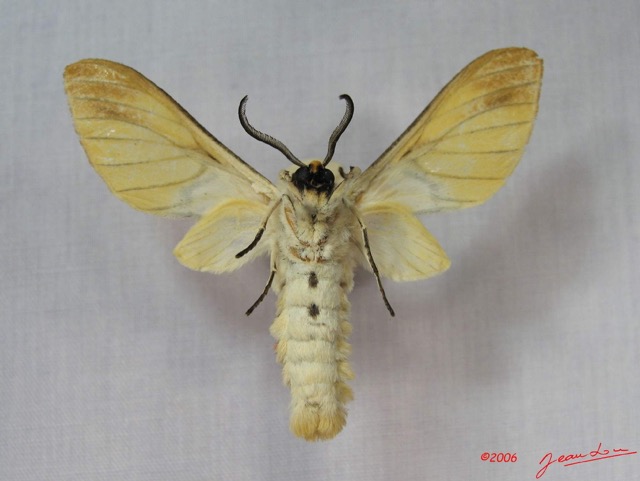 004 Heterocera (FV) Arctiidae IMG_3606WTMK.jpg