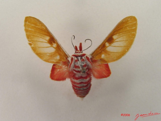 011 Heterocera (FD) Arctiidae Syntominae Balacra rubricincta Holland 1893 IMG_4798WTMK.jpg