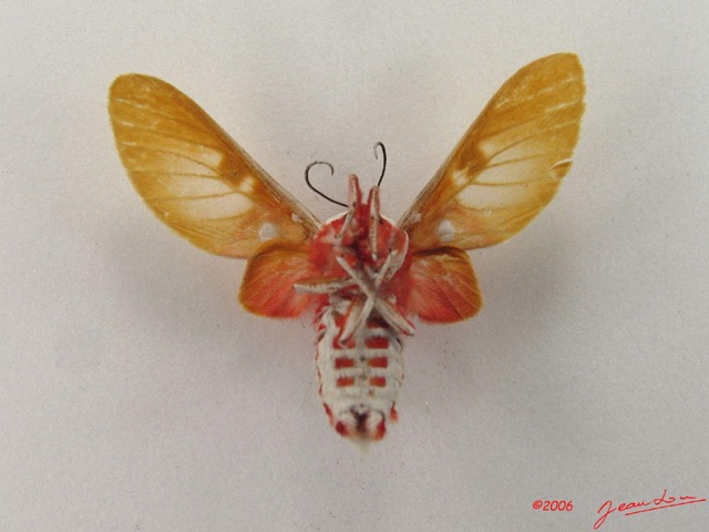 012 Heterocera (FV) Arctiidae Syntominae Balacra rubricincta Holland 1893 IMG_4800WTMK.jpg