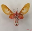 012 Heterocera (FV) Arctiidae Syntominae Balacra rubricincta Holland 1893 IMG_4800WTMK.jpg