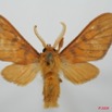 041 Heterocera (FD) Arctiidae 8EIMG_17507WTMK.jpg