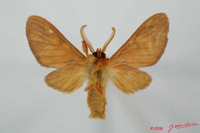 042 Heterocera (FV) Arctiidae 8EIMG_17508WTMK.jpg