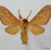 042 Heterocera (FV) Arctiidae 8EIMG_17508WTMK.jpg