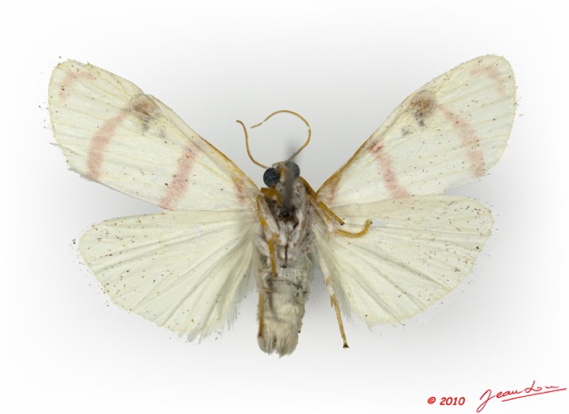 054 Heterocera 174c (FV) Arctiidae Cyana sp 9E5K2IMG_57080wtmk.jpg