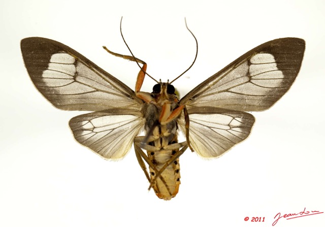 058 Heterocera 194c (FV) Arctiidae Amerila luteibarba Hampson 11E5K2IMG_68659wtmk.jpg