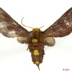 059 Heterocera 194d (FD) Arctiidae Syntominae Balacra daphaena Hampson 11E5K2IMG_68660wtmk.jpg