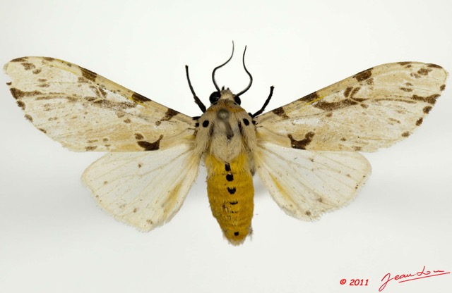 061 Heterocera 196b (FD) Arctiidae Spilosoma bifurca Walker 11E5K2IMG_68675wtmk.jpg