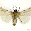062 Heterocera 196b (FV) Arctiidae Spilosoma bifurca Walker 11E5K2IMG_68676wtmk.jpg