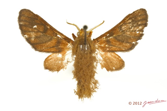 063 Heterocera 203c (FD) Arctiidae Thyretini Rhipidarctia conradti Oberthur 12E5K3IMG_90730wtmk.jpg