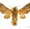 064 Heterocera 203c (FV) Arctiidae Thyretini Rhipidarctia conradti Oberthur 12E5K3IMG_90731wtmk.jpg