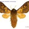 073 Heterocera 210c (FD) Arctiidae 15E5K3IMG_114933wtmk.jpg