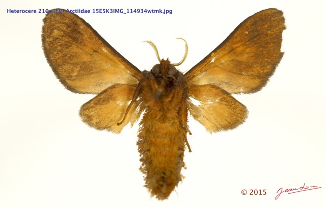 074 Heterocera 210c (FV) Arctiidae 15E5K3IMG_114934wtmk.jpg