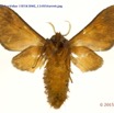 074 Heterocera 210c (FV) Arctiidae 15E5K3IMG_114934wtmk.jpg