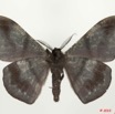 012 Heterocera 189b (FV) Drepanidae Megadrepana cinerea 10E5K2IMG_64269wtmk.jpg