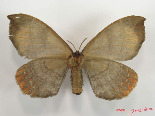 002 Heterocera (FV) Eupterotidae IMG_2629WTMK.jpg