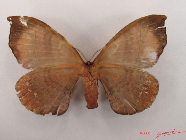 006 Heterocera (FV) Eupterotidae IMG_4279WTMK.jpg