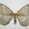 023 Heterocera (FD) Eupterotidae 7EIMG_9126WTMK.jpg