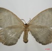 024 Heterocera (FV) Eupterotidae 7EIMG_9127WTMK.jpg