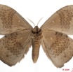 032 Heterocera 172a (FV) Eupterotidae 9E5K2IMG_54488wtmk.jpg