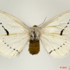 033 Heterocera 189a (FD) Eupterotidae Phiala sp f 10E5K2IMG_64250wtmk.jpg