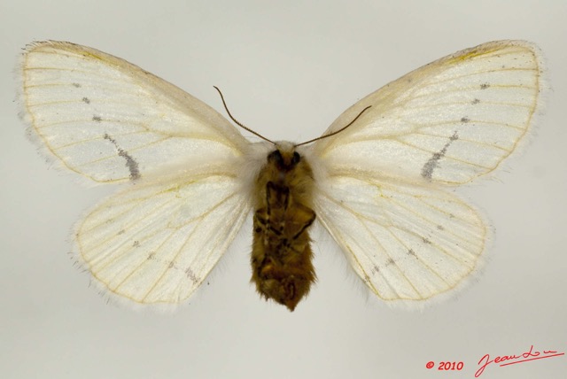 034 Heterocera 189a (FV) Eupterotidae Phiala sp f 10E5K2IMG_64251wtmk.jpg