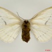 034 Heterocera 189a (FV) Eupterotidae Phiala sp f 10E5K2IMG_64251wtmk.jpg
