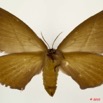 036 Heterocera 190d (FV) Eupterotidae f 10E5K2IMG_64283wtmk.jpg