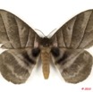 039 Heterocera 192a (FD) Eupterotidae 10E5K2IMG_64309wtmk.jpg