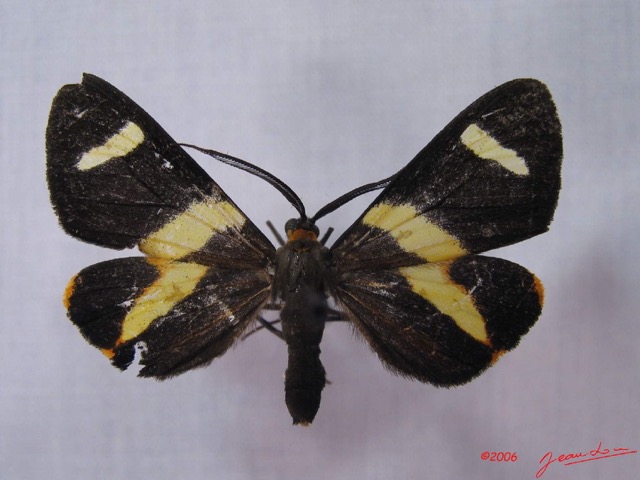 001 Heterocera (FD) Geometridae Pitthea m IMG_3271WTMK.jpg