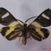 002 Heterocera (FV) Geometridae Pitthea m IMG_3272WTMK.jpg