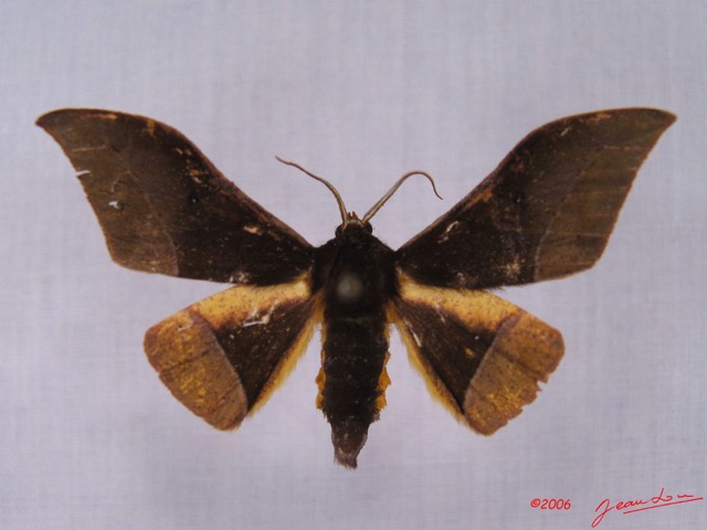 003 Heterocera (FD) Geometridae Plegateryx sp IMG_3461WTMK.jpg