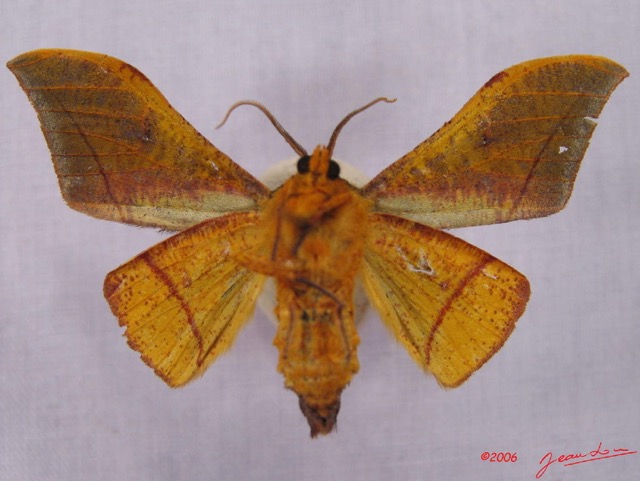 004 Heterocera (FV) Geometridae Plegateryx sp IMG_3466WTMK.jpg