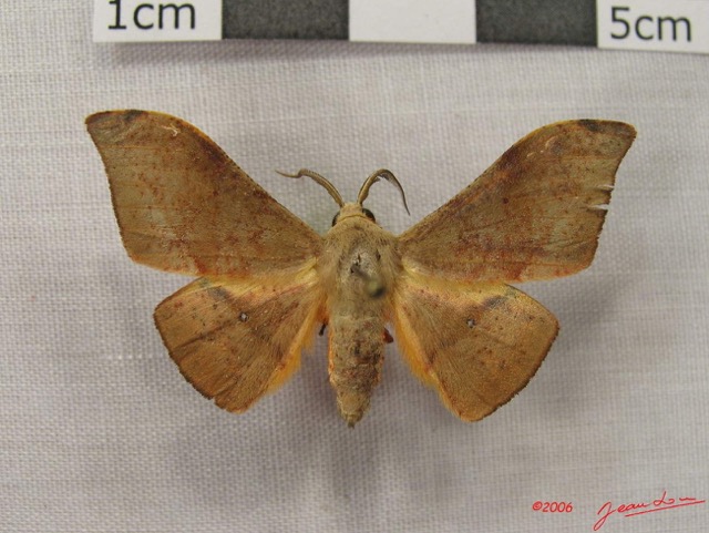 009 Heterocera (FD) Geometridae Plegapteryx sp IMG_3874WTMK.jpg