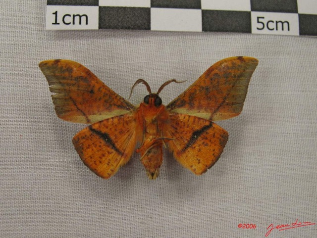 010 Heterocera (FV) Geometridae Plegapteryx sp IMG_3876WTMK.jpg