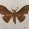 015 Heterocera (FD) Geometridae Plegapteryx sp IMG_4373WTMK.jpg