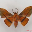 016 Heterocera (FV) Geometridae Plegapteryx sp IMG_4374WTMK.jpg