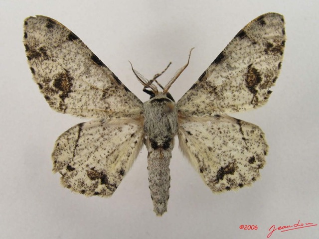 021 Heterocera (FD) Geometridae Boarmiinae m IMG_4766WTMK.jpg