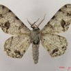 021 Heterocera (FD) Geometridae Boarmiinae m IMG_4766WTMK.jpg
