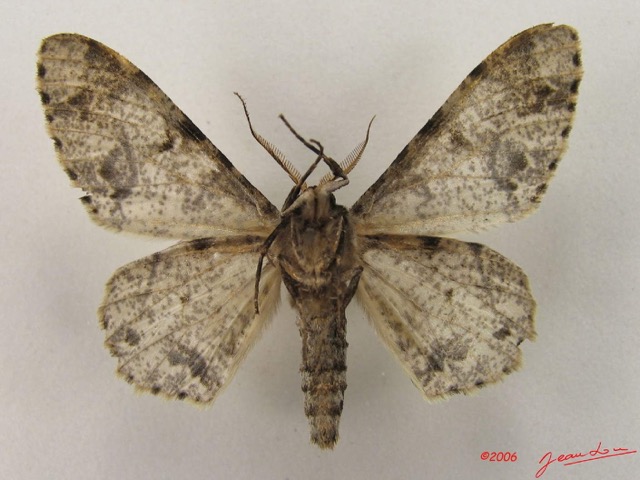 022 Heterocera (FV) Geometridae Boarmiinae m IMG_4767WTMK.jpg